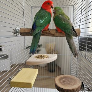 4-in-1 Natural Wooden Bird Perch & Platform Combo Set